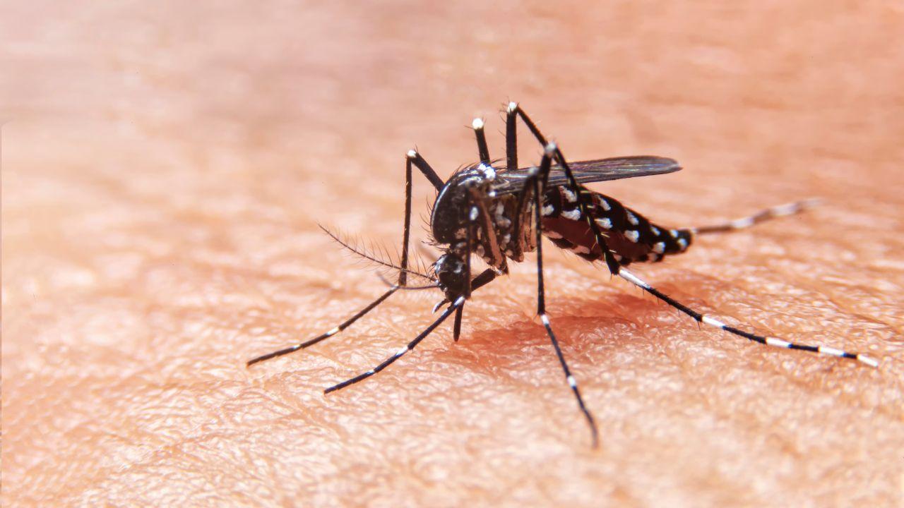 Allarme Dengue