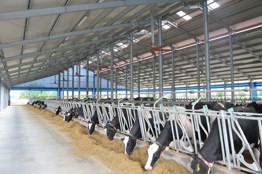 Dermatite nodulare bovina, la Cooperativa produttori Arborea contesta la gestione dell’emergenza