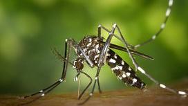 Dengue, scatta la disinfestazione in centro