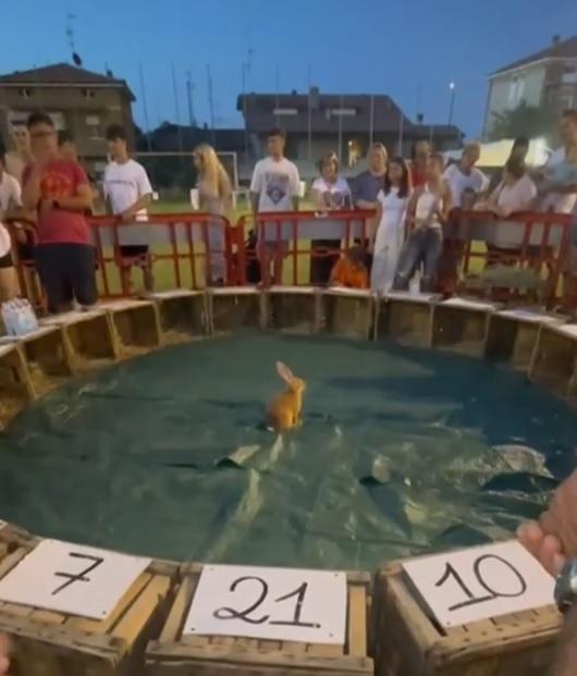 Coniglio usato per un gioco alla sagra, blitz delle animaliste che chiamano i carabinieri