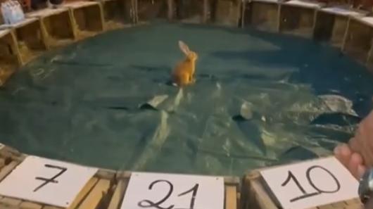 Coniglio usato per un gioco alla sagra, blitz delle animaliste che chiamano i carabinieri