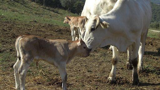 Dermatite nodulare, il Tar respinge la richiesta di sospensione dell’abbattimento dei bovini