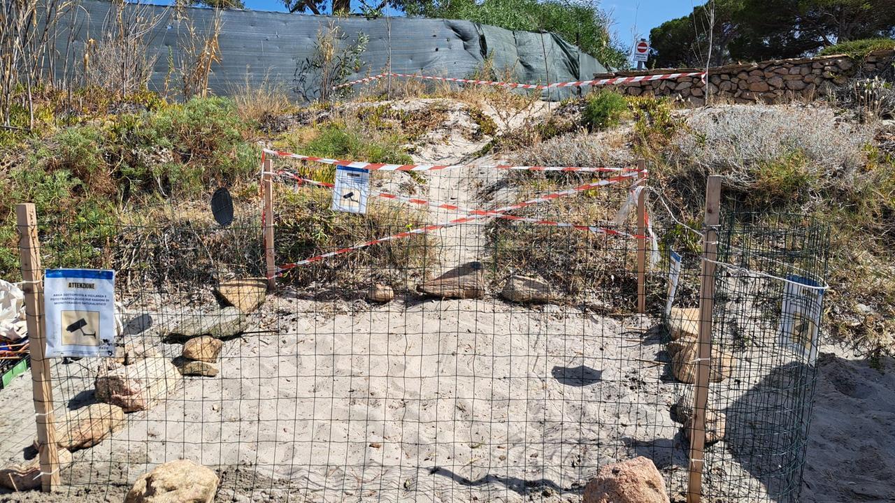 Trovato un nido di Caretta caretta nella spiaggia di Porto Taverna