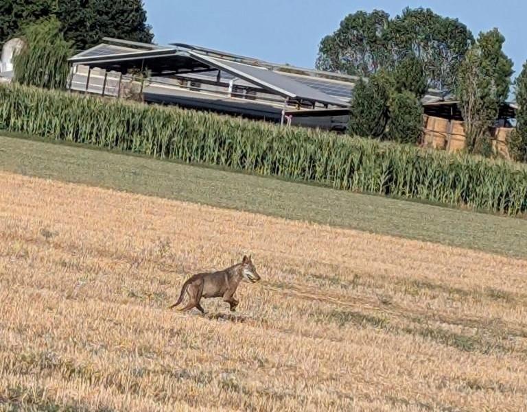 Cuccioli di lupo a Lido Estensi e Masi Torello. «Si spostano per cercare un compagno»