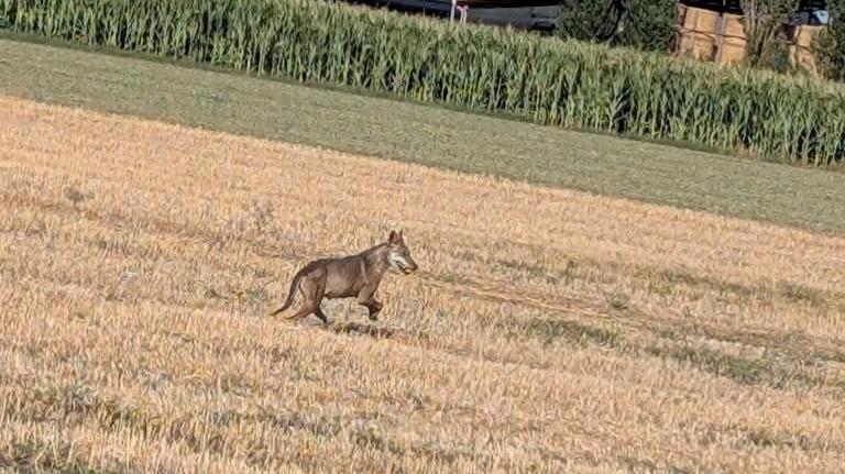 Cuccioli di lupo a Lido Estensi e Masi Torello. «Si spostano per cercare un compagno»