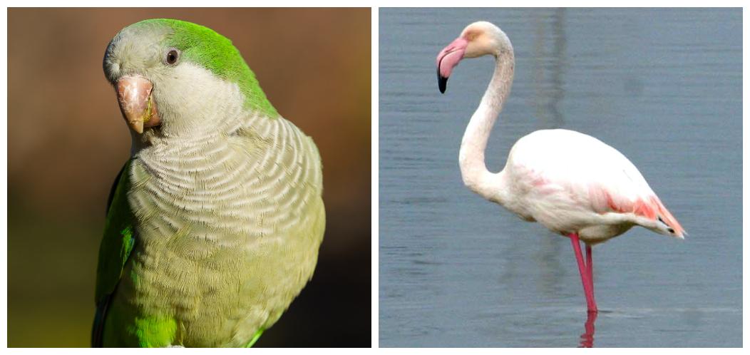 
	Novit&agrave; nei cieli di Carpi

