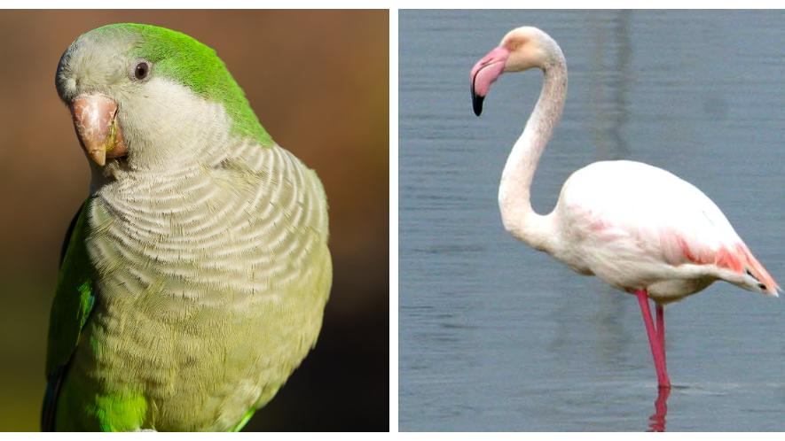 Novità nei cieli di Carpi