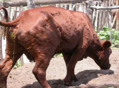 Dermatite nodulare bovina, un altro focolaio nel Nuorese: i numeri aggiornati