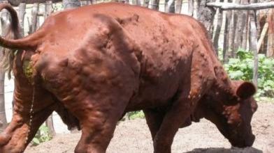 Dermatite nodulare bovina, un altro focolaio nel Nuorese: i numeri aggiornati