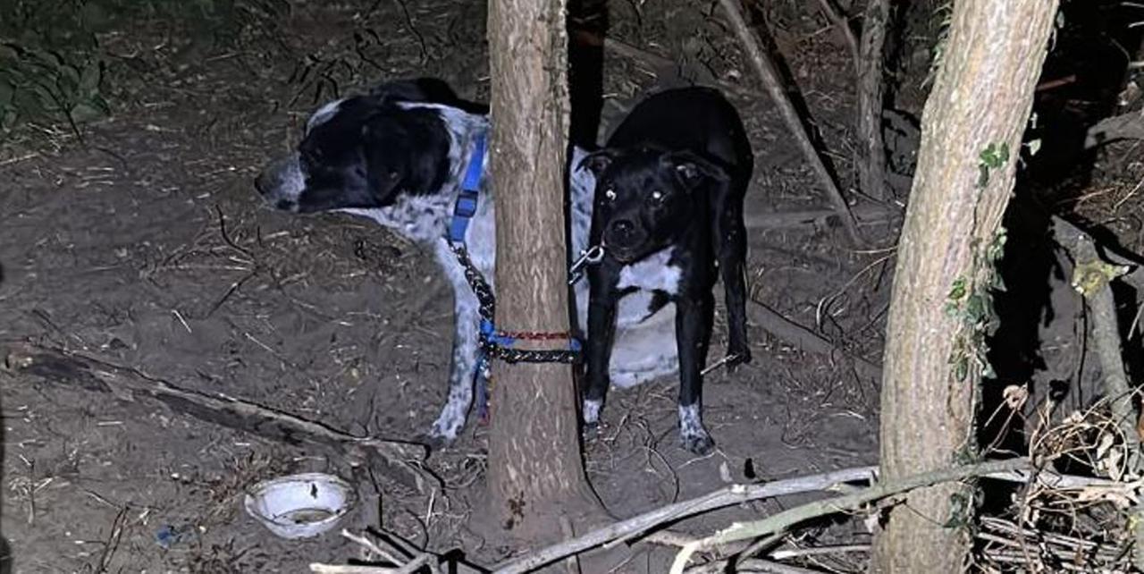 Cani abbandonati a Lido Nazioni, denunciato il proprietario