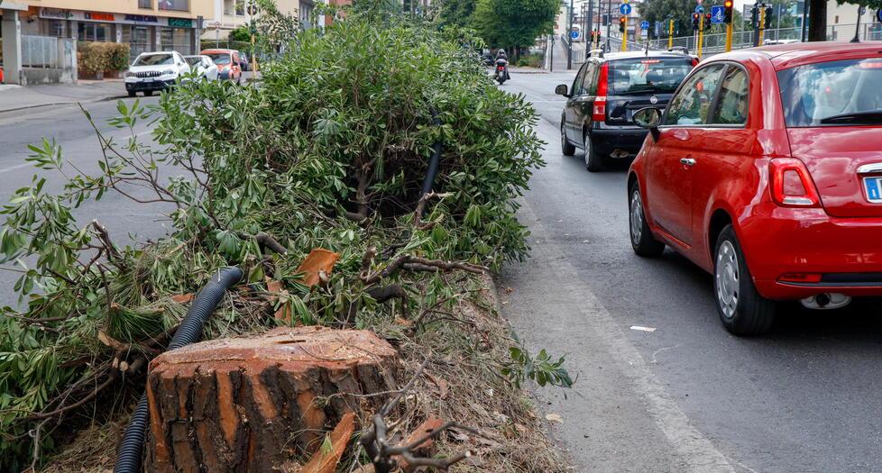 
	Gli alberi tagliati in viale Redi a Firenze all'inizio del mese

