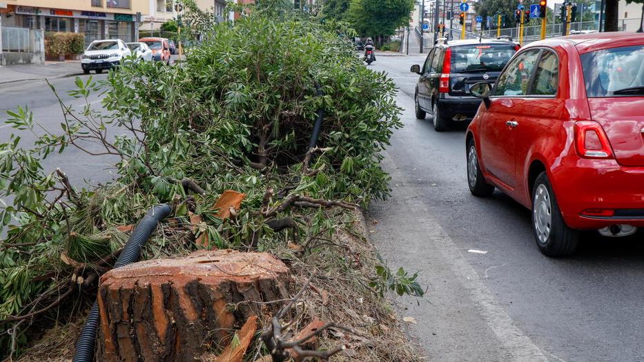 Gli alberi tagliati in viale Redi a Firenze all'inizio del mese