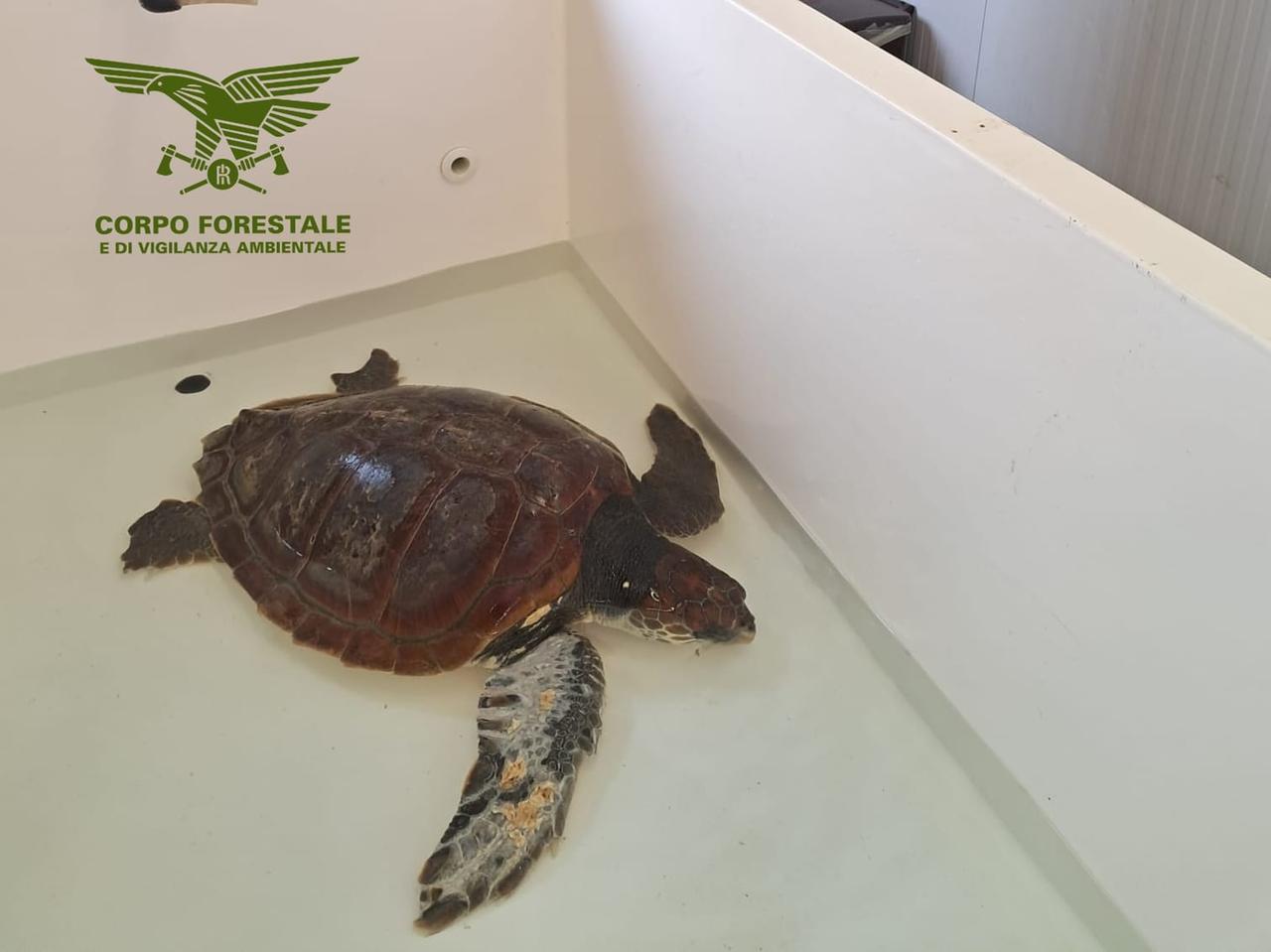 
	Una delle tartarughe recuperate nel mare ogliastrino

