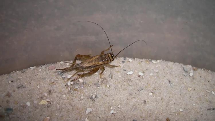 Carpi “invasa” dai grilli: «Non usate insetticidi»