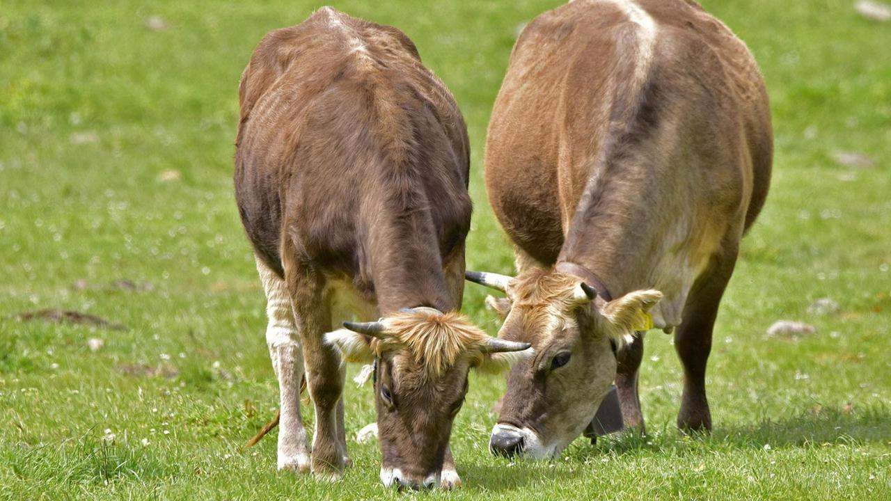 Dermatite nodulare, il Consiglio di Stato frena gli abbattimenti di bovini