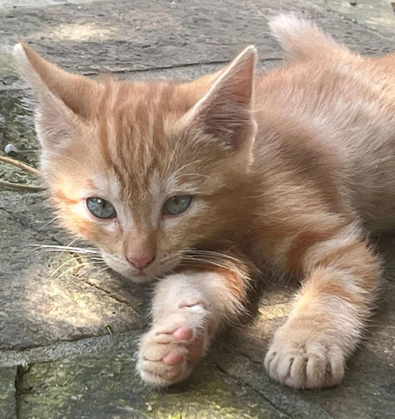 Quattro gattini abbandonati in un parcheggio: «Sempre più nuovi casi»
