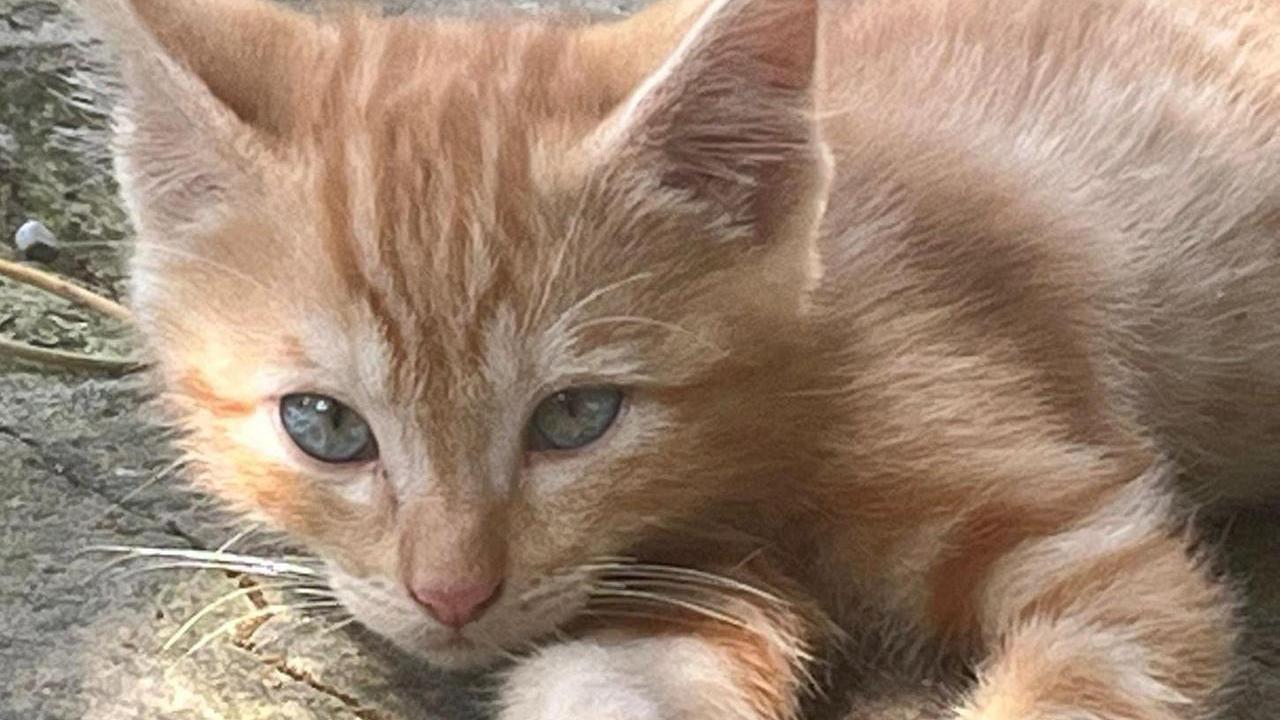 Quattro gattini abbandonati in un parcheggio: «Sempre più nuovi casi»