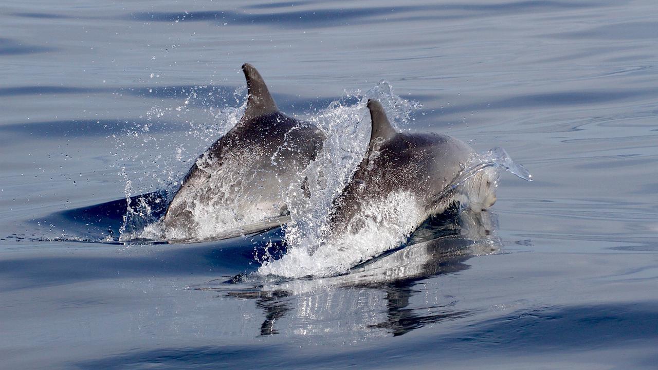 Santuario Pelagos: cetacei da salvare tra regole e divieti