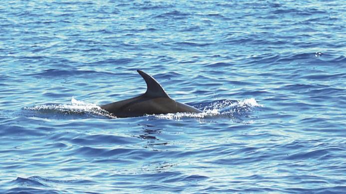Impelaghiamoci: a Sassari un progetto sulla biodiversità