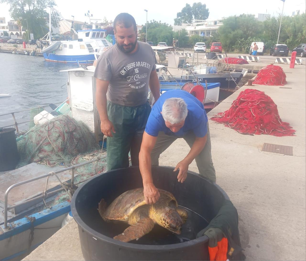 Tartaruga Caretta caretta salvata da due pescatori al porto di La Caletta