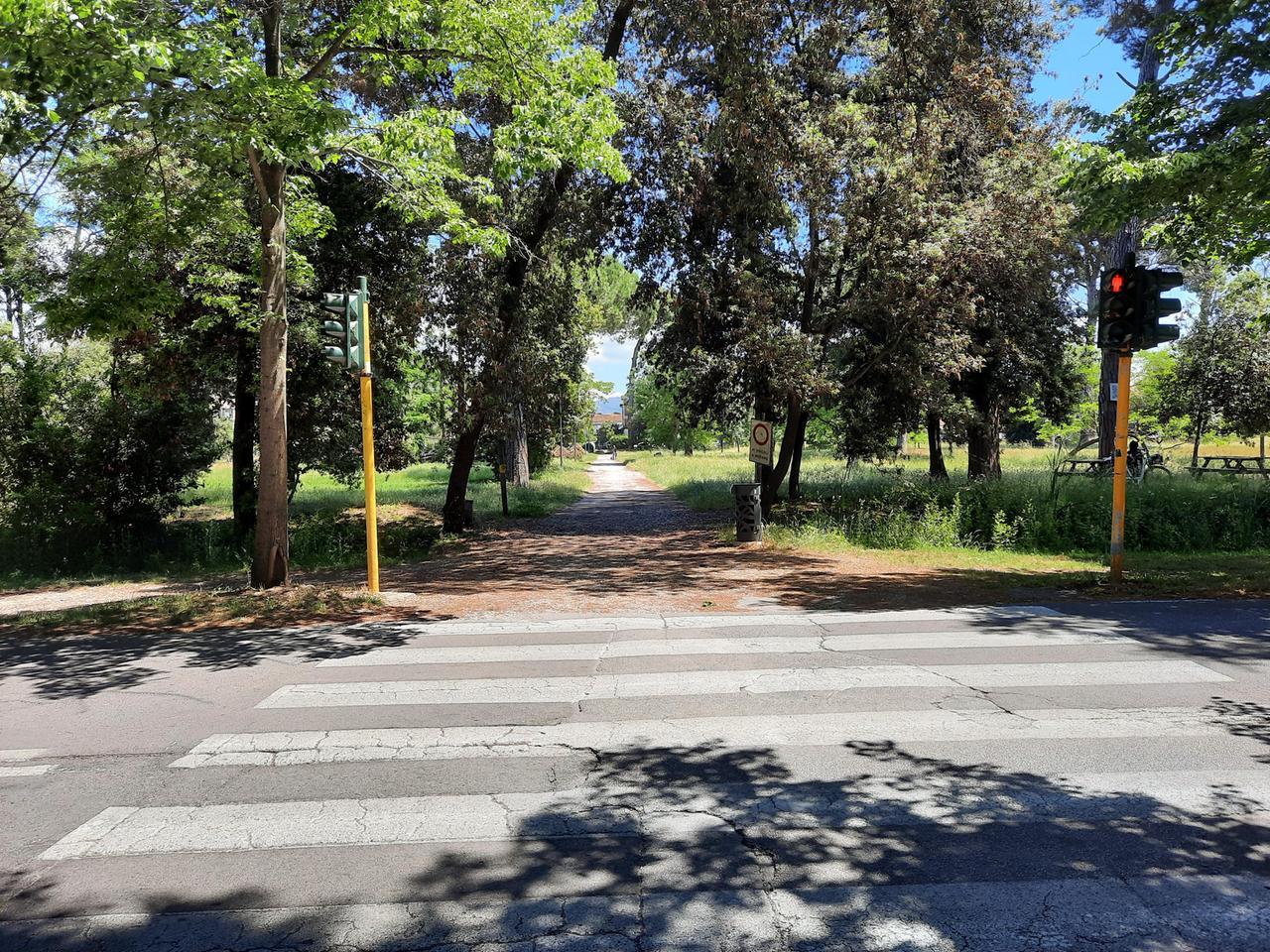 
	Viareggio, la pineta di levante (foto d'archivio)

