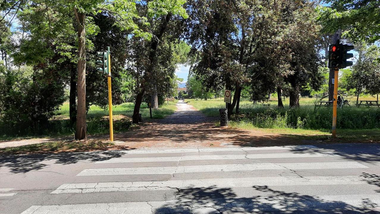 Viareggio, la pineta di levante (foto d'archivio)