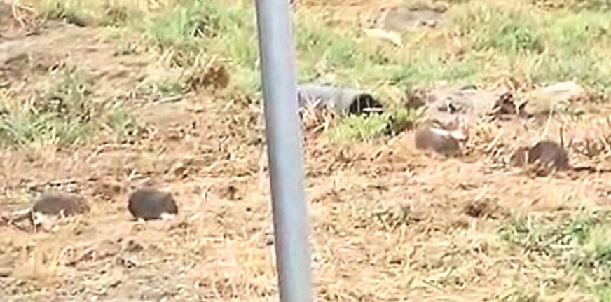 Colonia di topi in tangenziale a Carpi: «Ne ho contati più di 60»