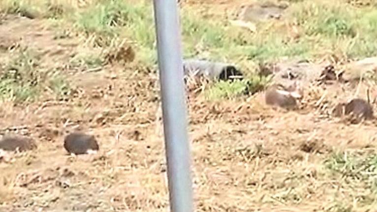 Colonia di topi in tangenziale a Carpi: «Ne ho contati più di 60»