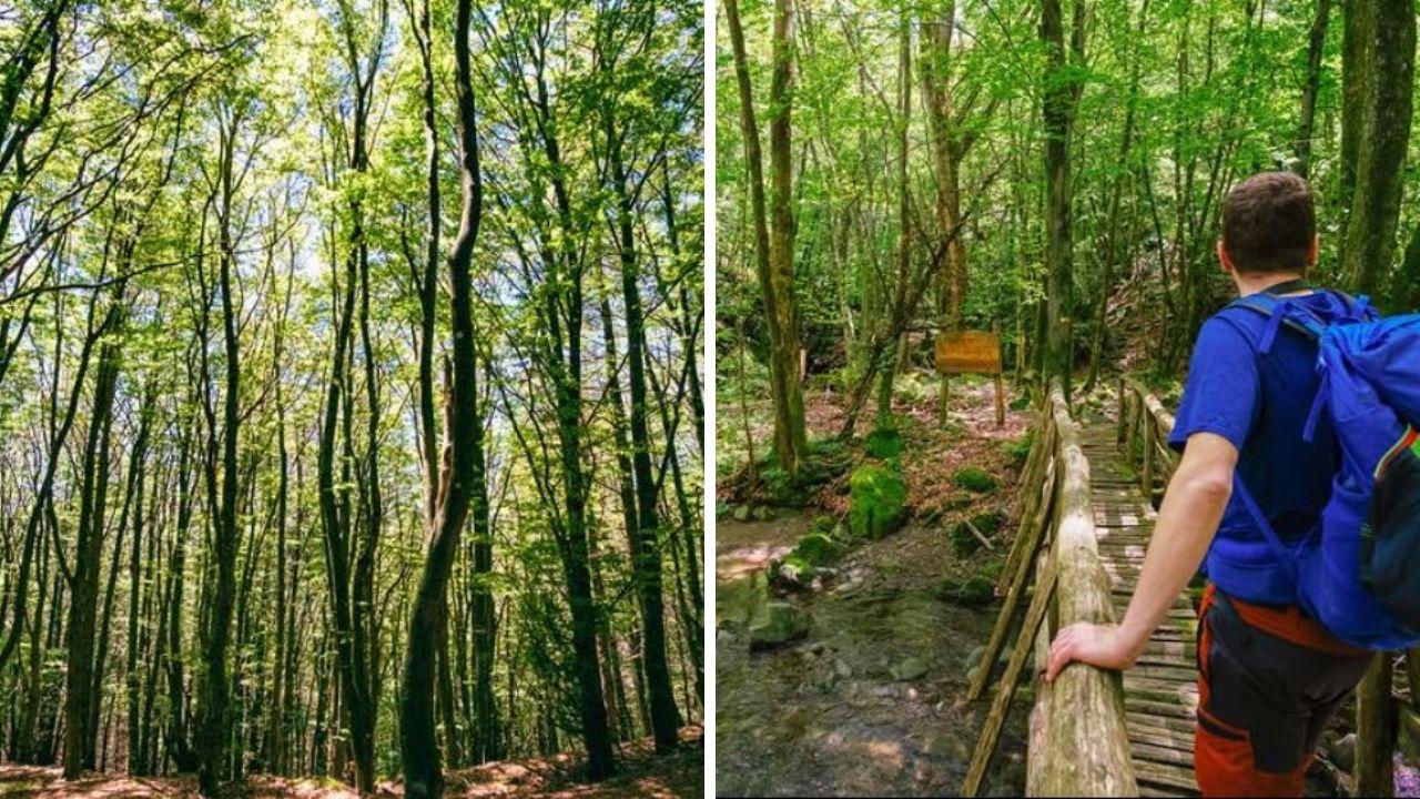 La riserva dell'Acquerino (foto Riserva Acquerino)