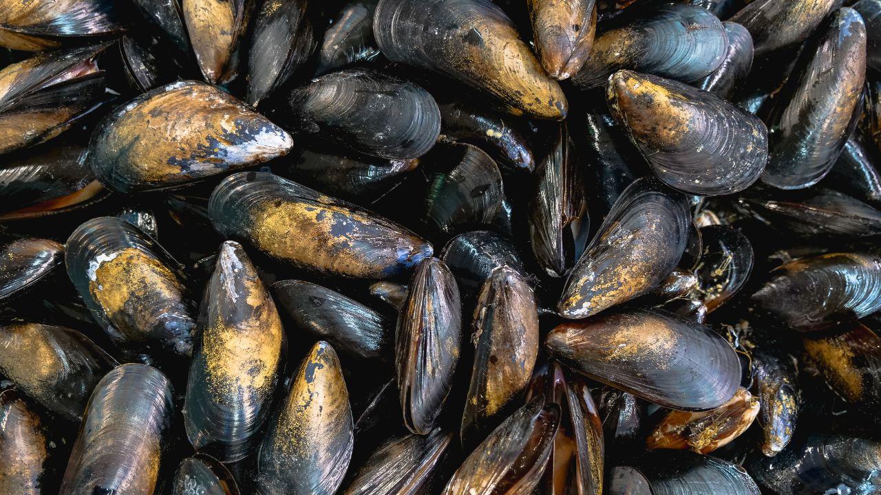 Cozze contaminate: scatta il richiamo del ministero della Salute