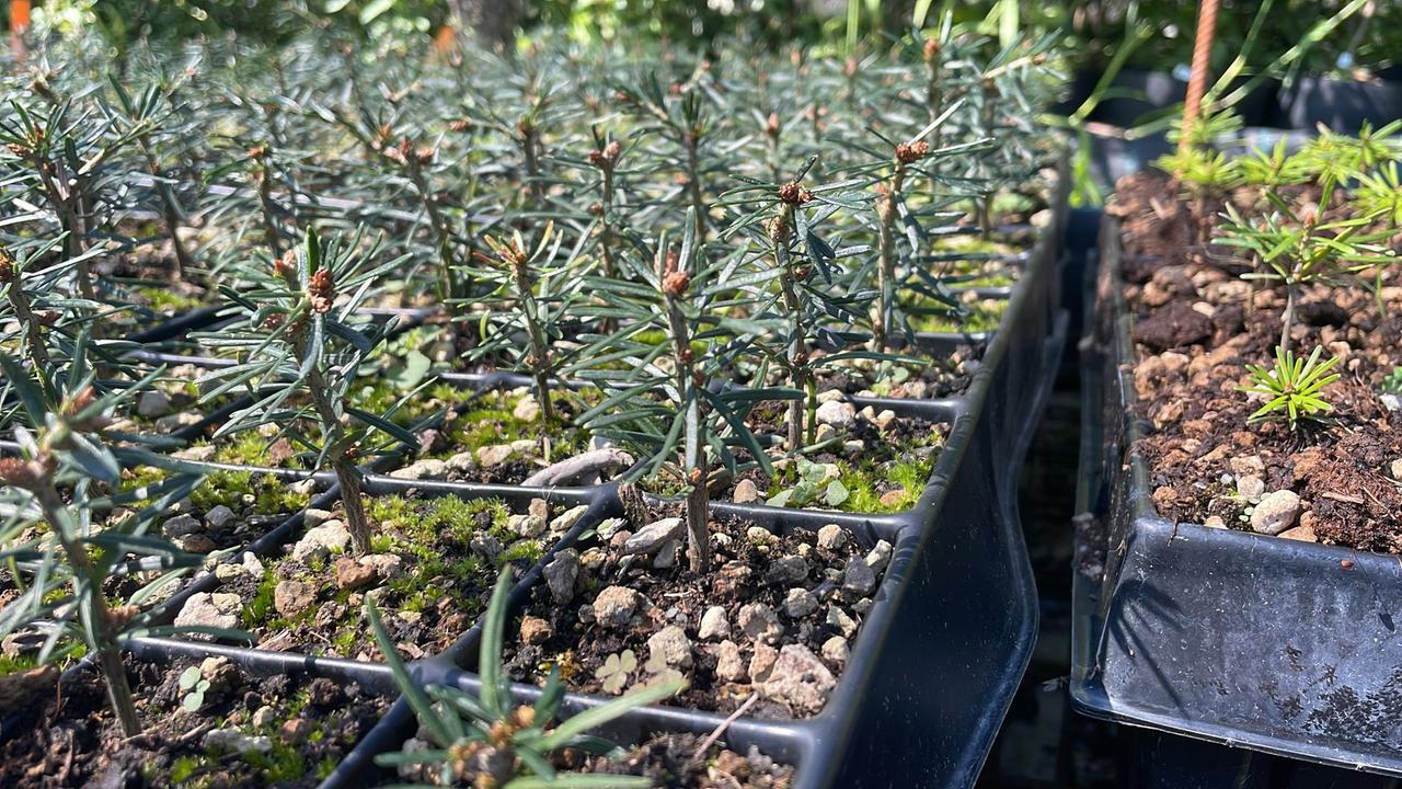 Riforestazione dell’Appennino: i bambini delle scuole custodi in classe delle piantine