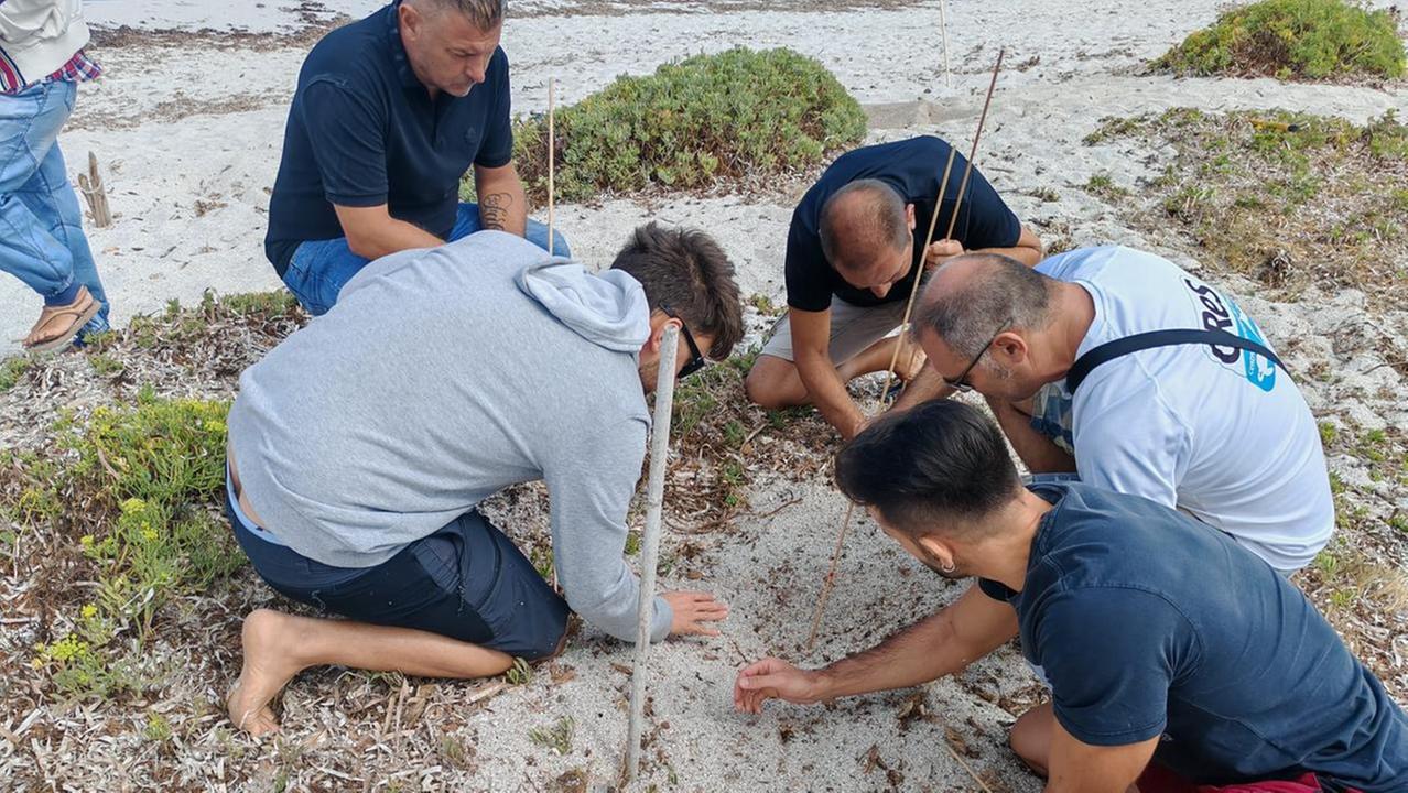 Il nuovo regno sardo delle tartarughe: scoperto un altro nido