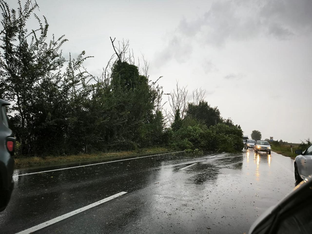Pioggia a Ferrara, alberi caduti e vigili del fuoco al lavoro