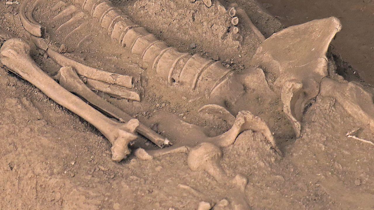 Resti umani ritrovati a Roma