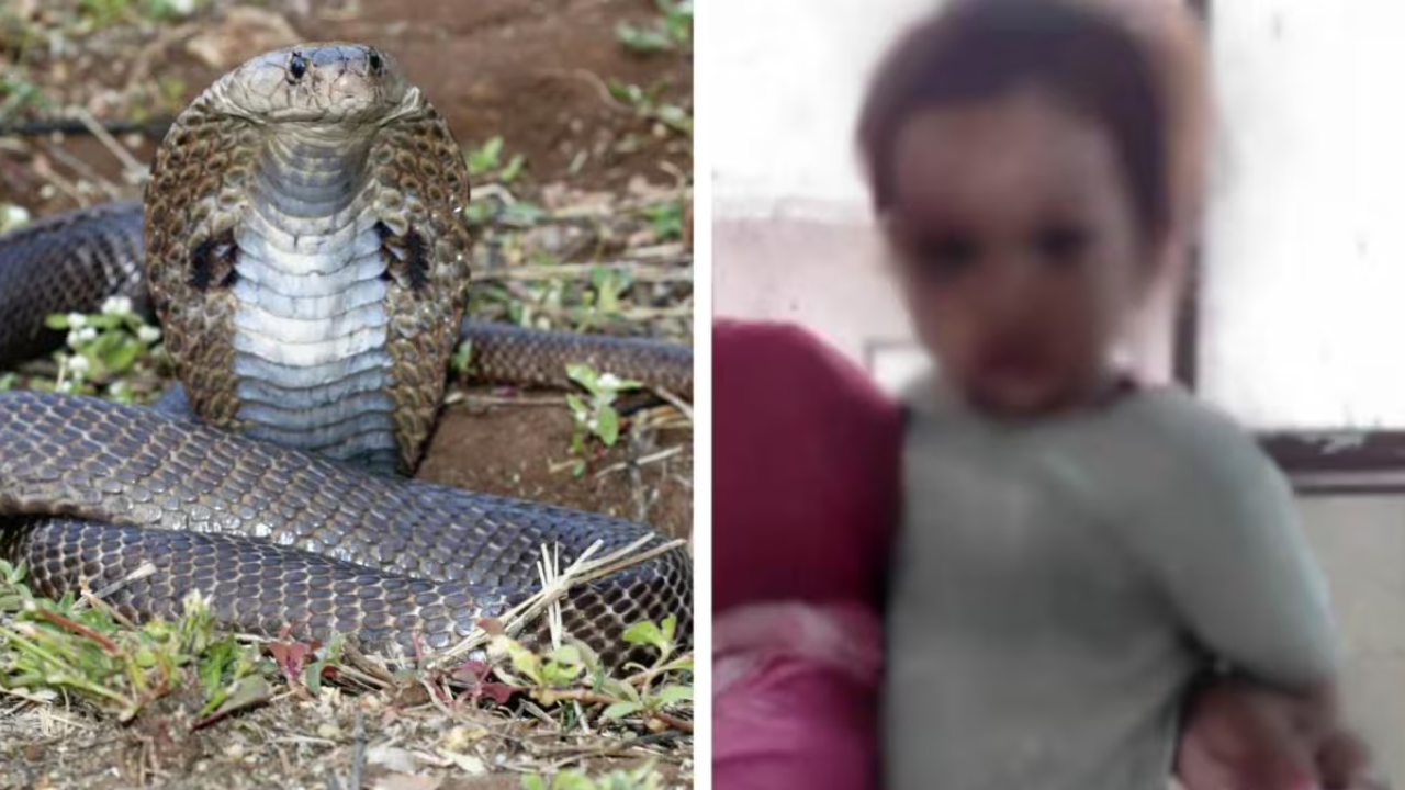 Il cobra e il bambino in braccio ai familiari