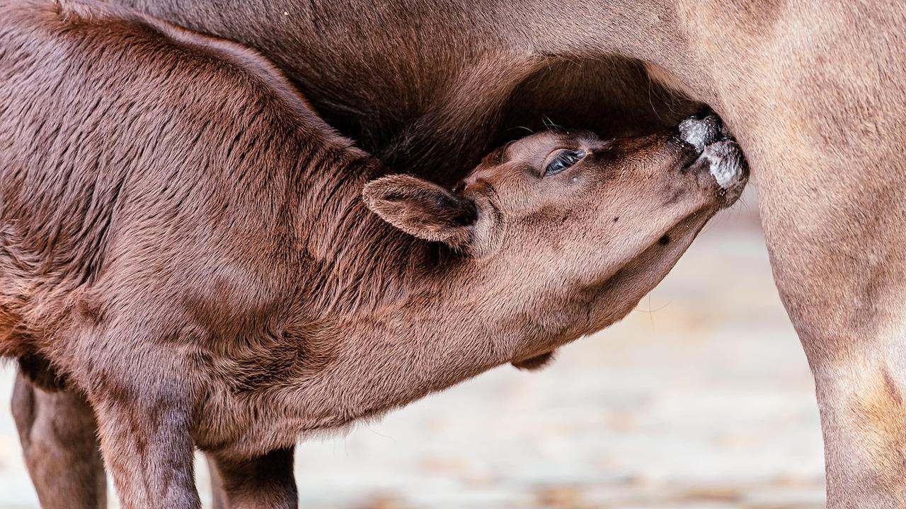“Lingua blu”, scoperti focolai in due allevamenti del Ferrarese
