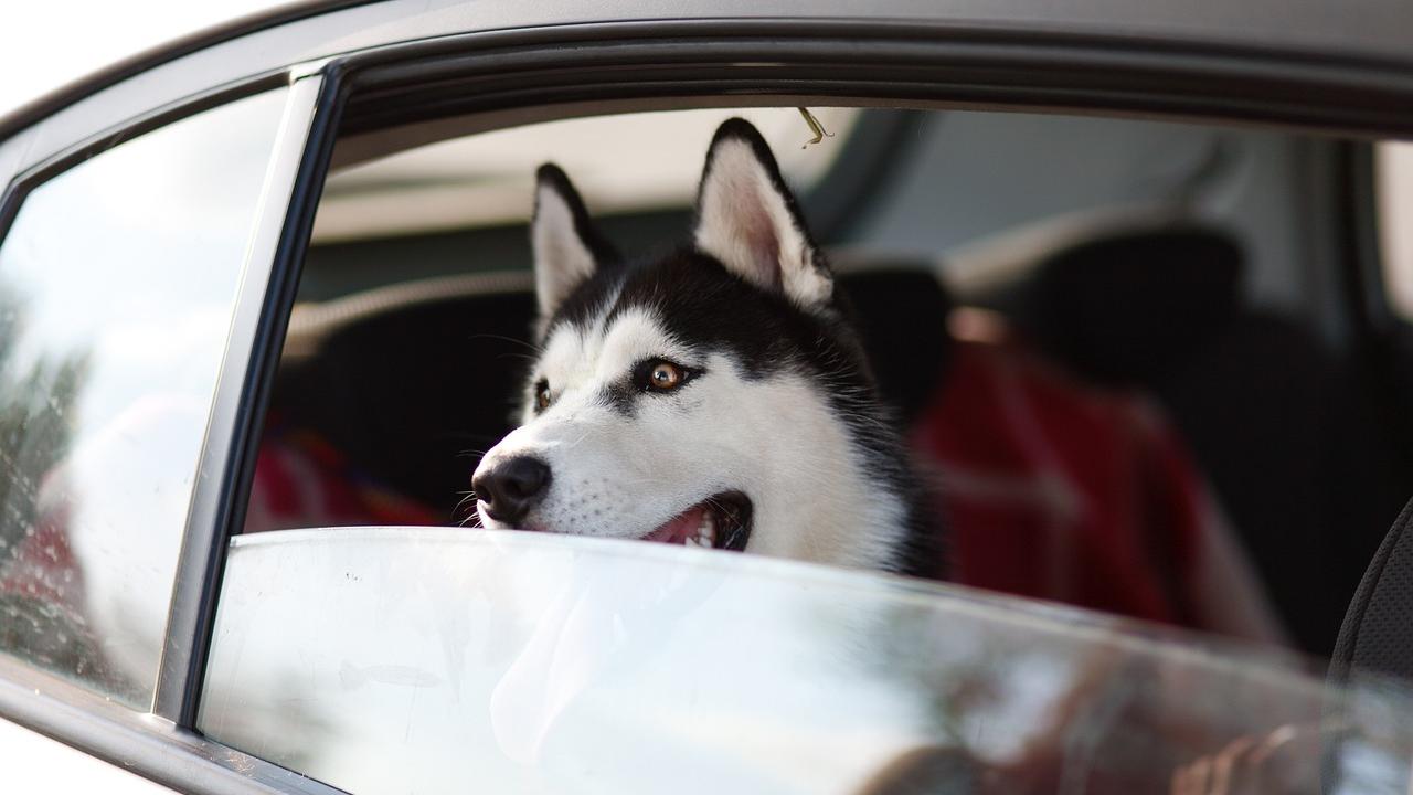 Andiamo in vacanza con Fido? Ecco tutto quello che c’è da sapere