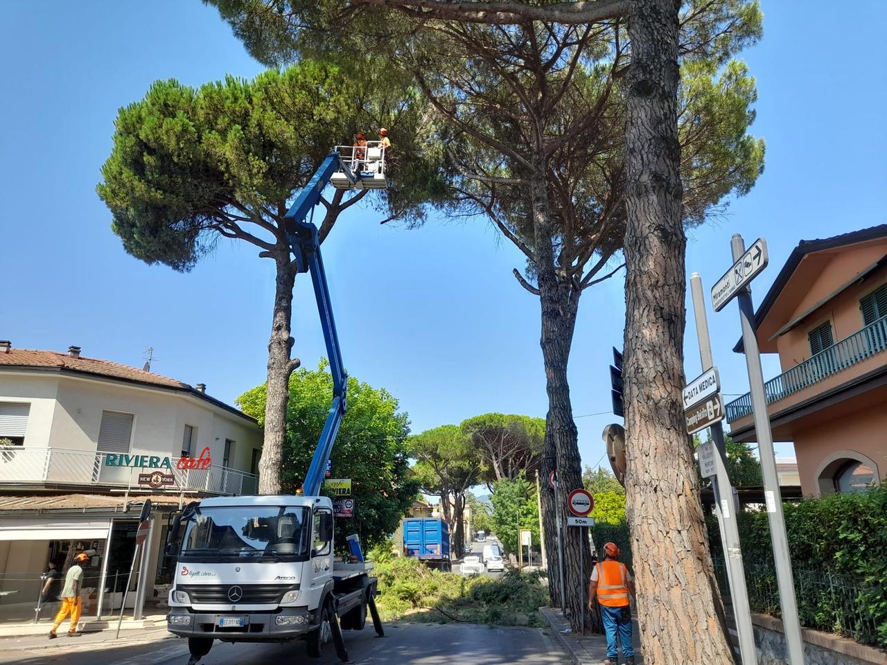 
	Un precedente taglio di alberi in viale Marconi

