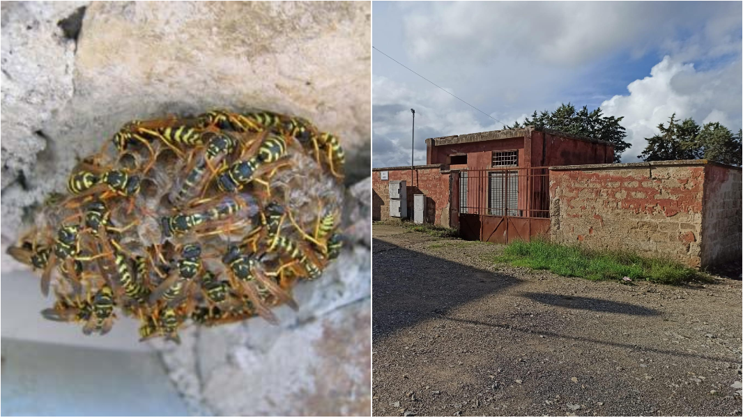 
	Un nido di vespe e l'ex mattatoio di Nurallao

