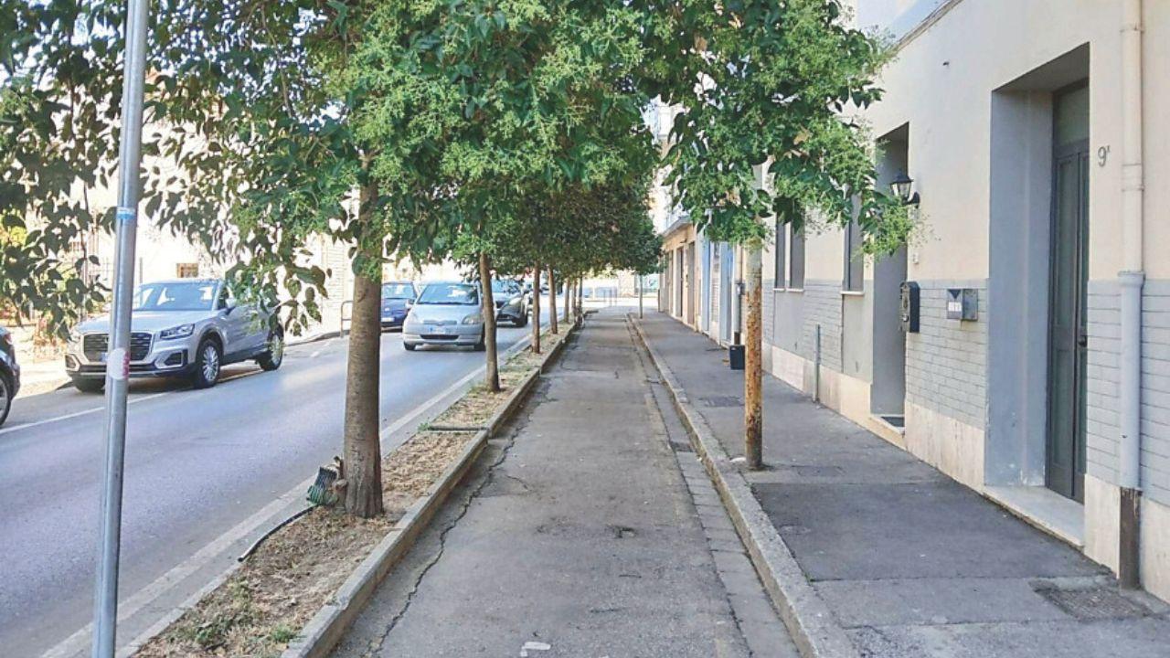 
	I rami tagliati dal giardiniere misterioso

