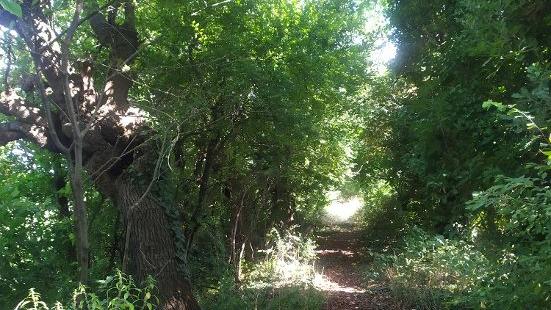 «Salviamo i gelsi di Codemondo»: l’appello di un gruppo di cittadini