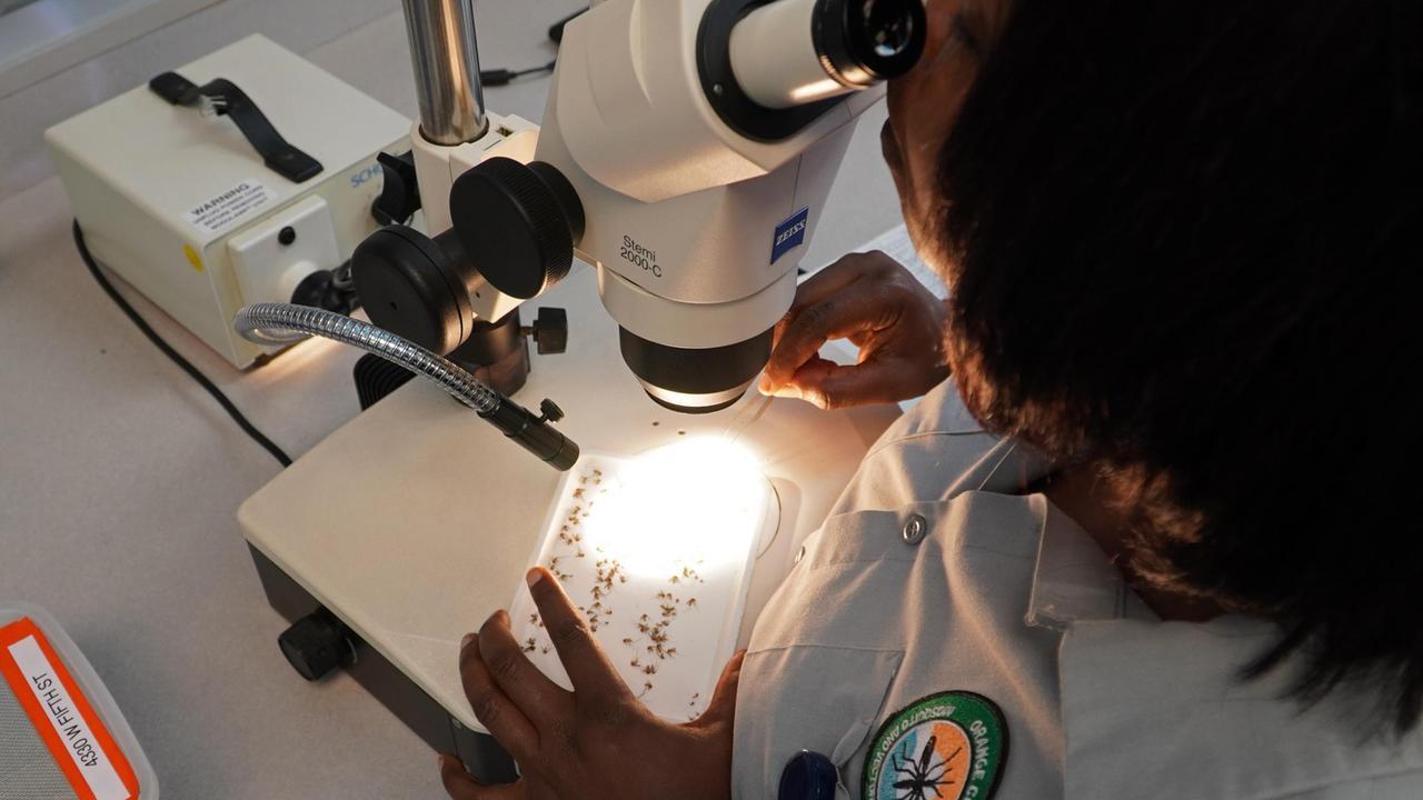 Febbre del Nilo, un nuovo caso ad Oristano