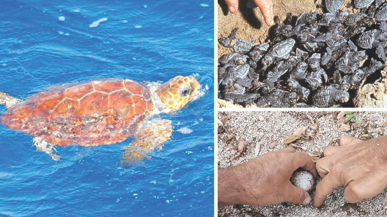 Il piccolo miracolo delle tartarughe Caretta caretta