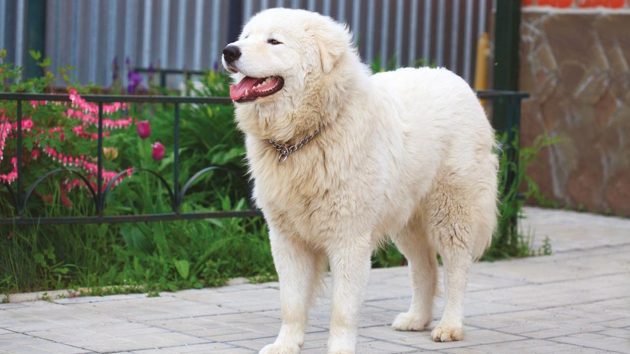 Un pastore maremmano <strong>(foto d'archivio)</strong>