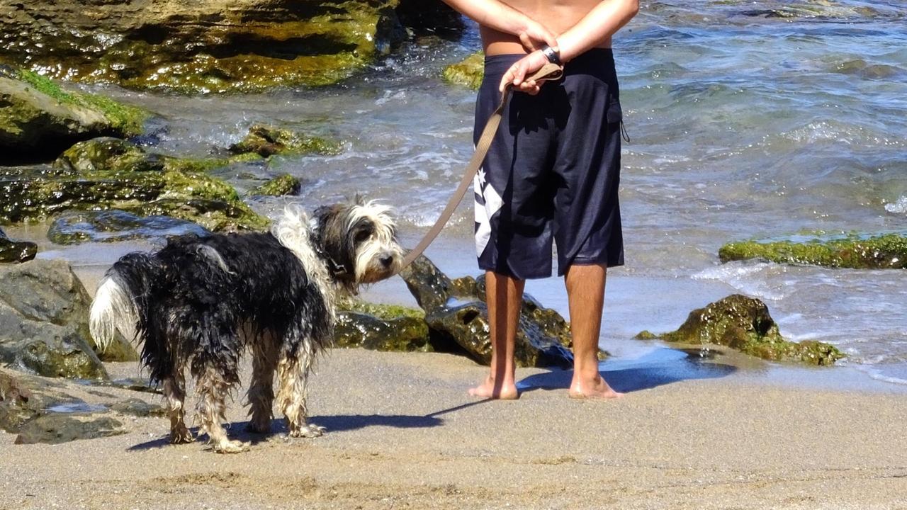 Un cane in una spiaggia (foto di archivio slegata dagli episodi di cronaca)