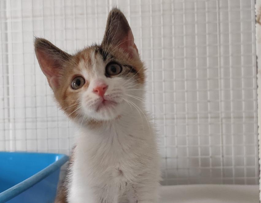 
	La cucciola "Magretina"

