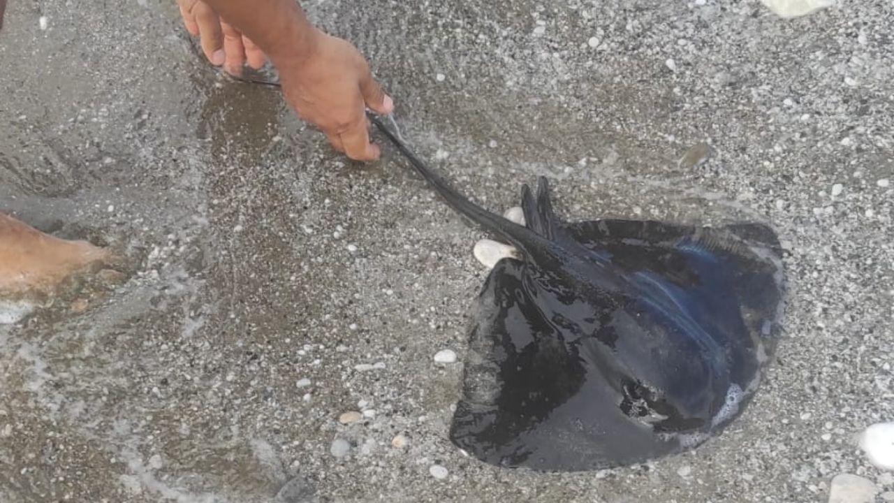 L’esemplare di razza avvistato dai bagnanti davanti all’ex colonia Don Gnocchi e scambiato per cucciolo di manta