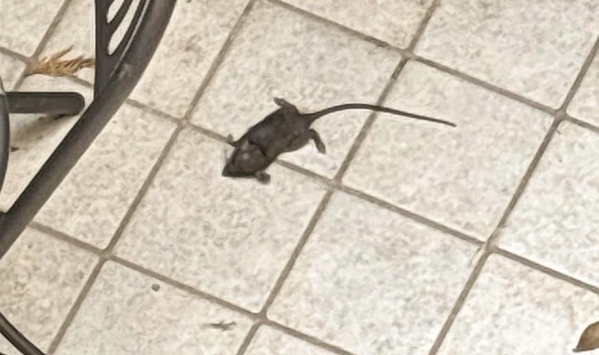 «Topi, situazione fuori controllo: ogni settimana ne troviamo tre morti nel cortile»