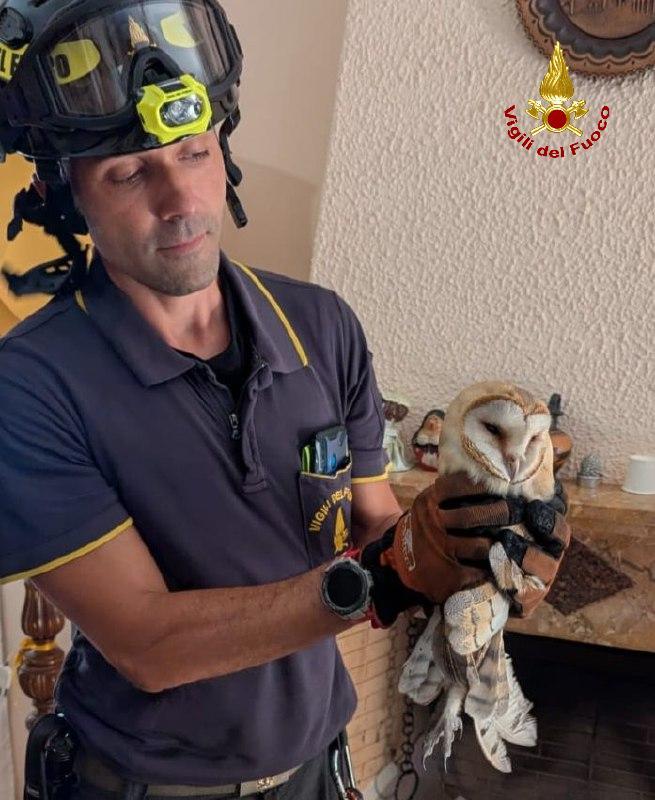 Correggio, vigili del fuoco recuperano un barbagianni incastrato in una canna fumaria