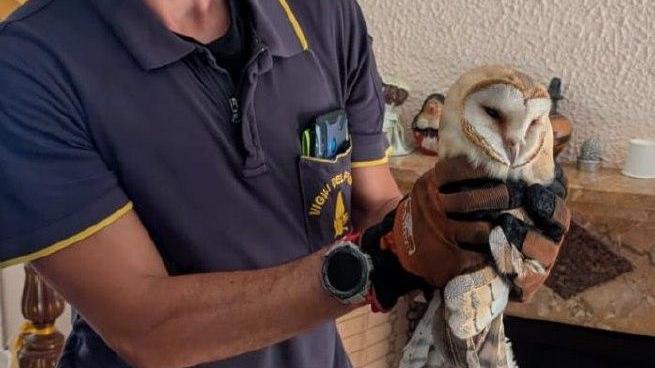 Correggio, vigili del fuoco recuperano un barbagianni incastrato in una canna fumaria